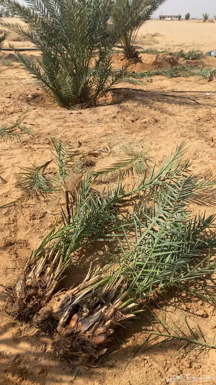 فروخ نخل صغير وكبير 1