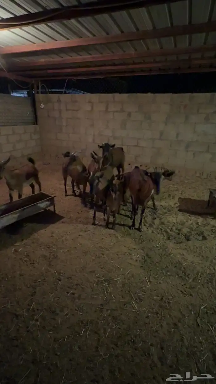 معزا هجين وعل 6