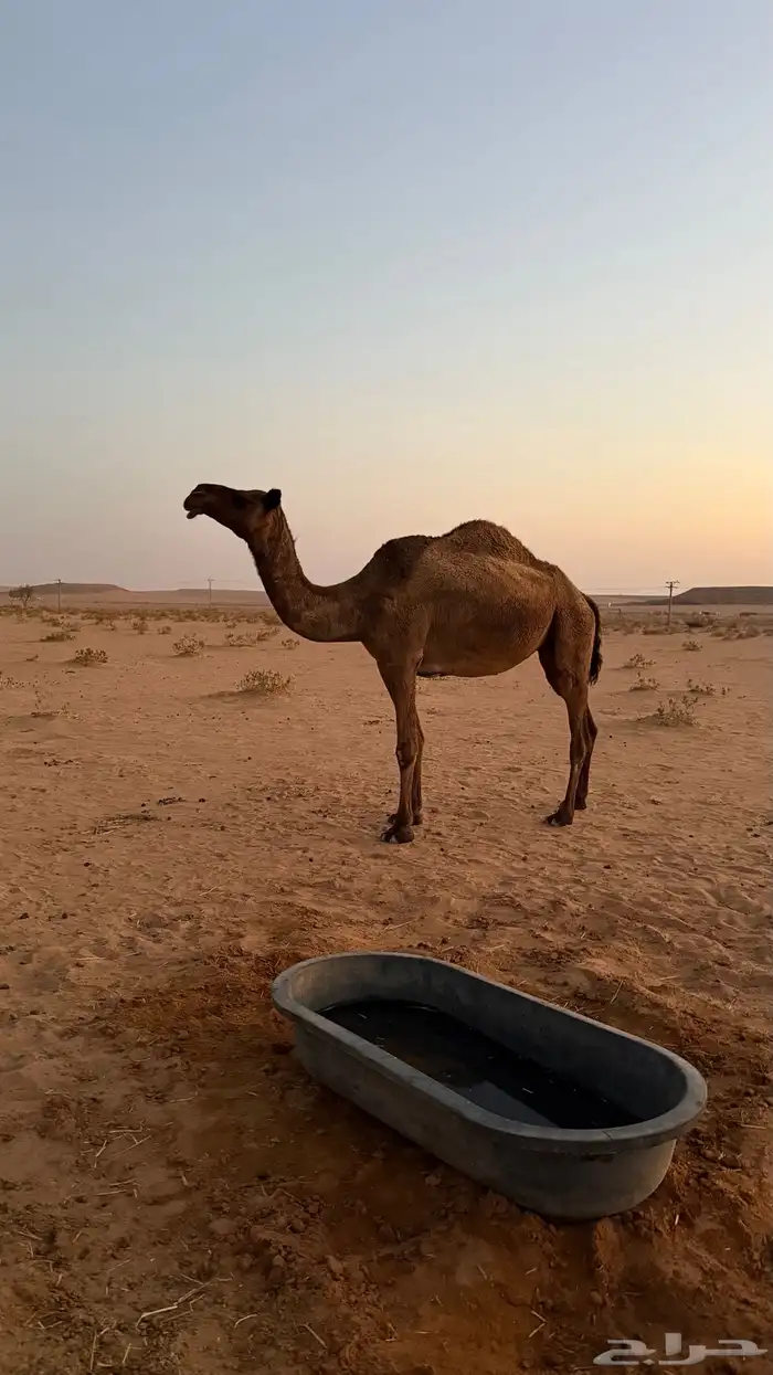 ناقه صفرا كفو لقحه 1