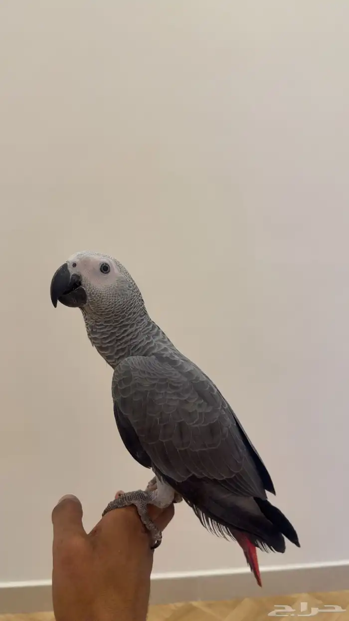 مطلوب فرخ كاسكو انتاج محلي 0