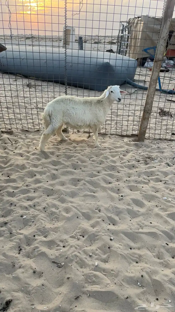 خروف ذبيحه 0