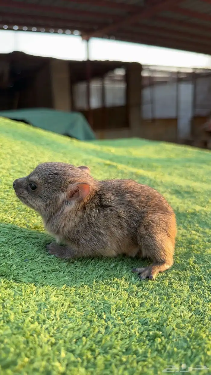 وبران بريه مواليد مصرحة 0