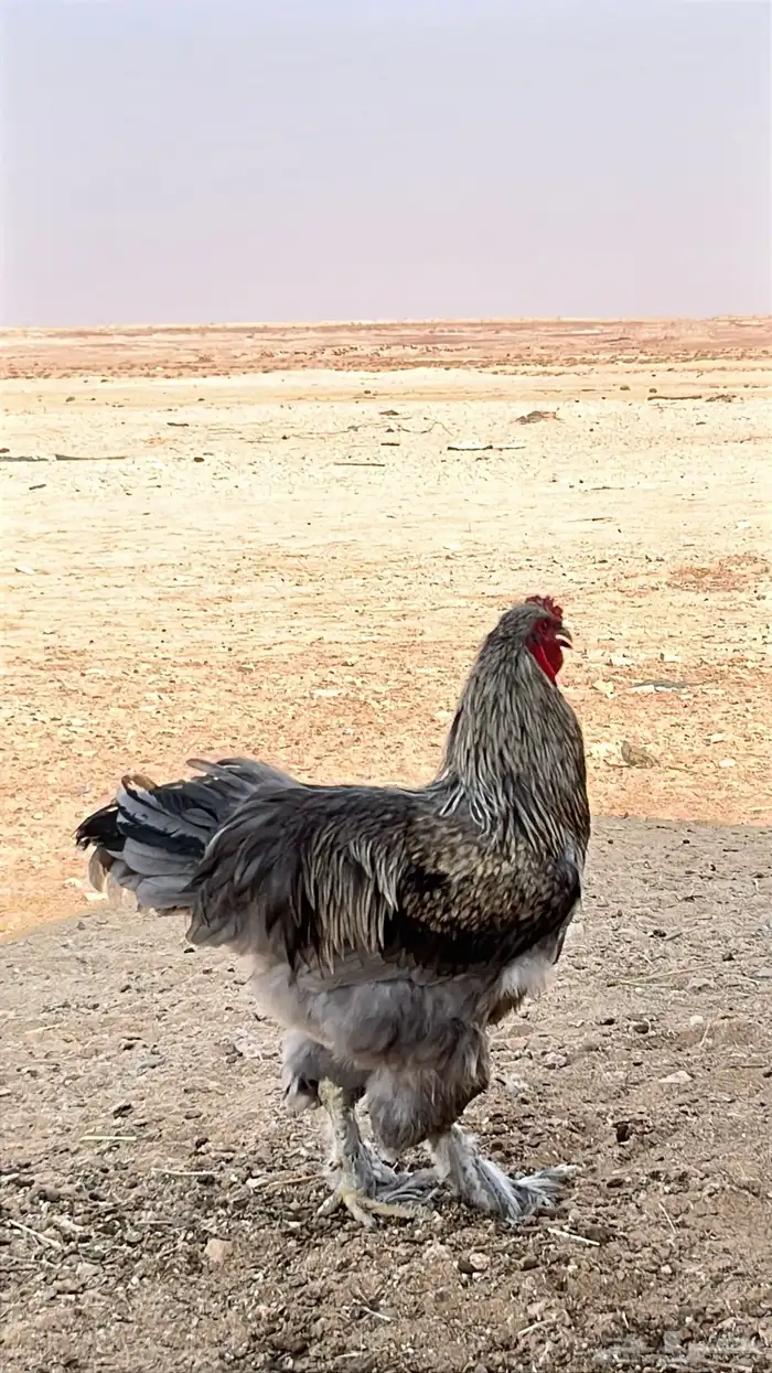 للبيع ديوك و دجاج بياض برامه كولومبي فاخر 5