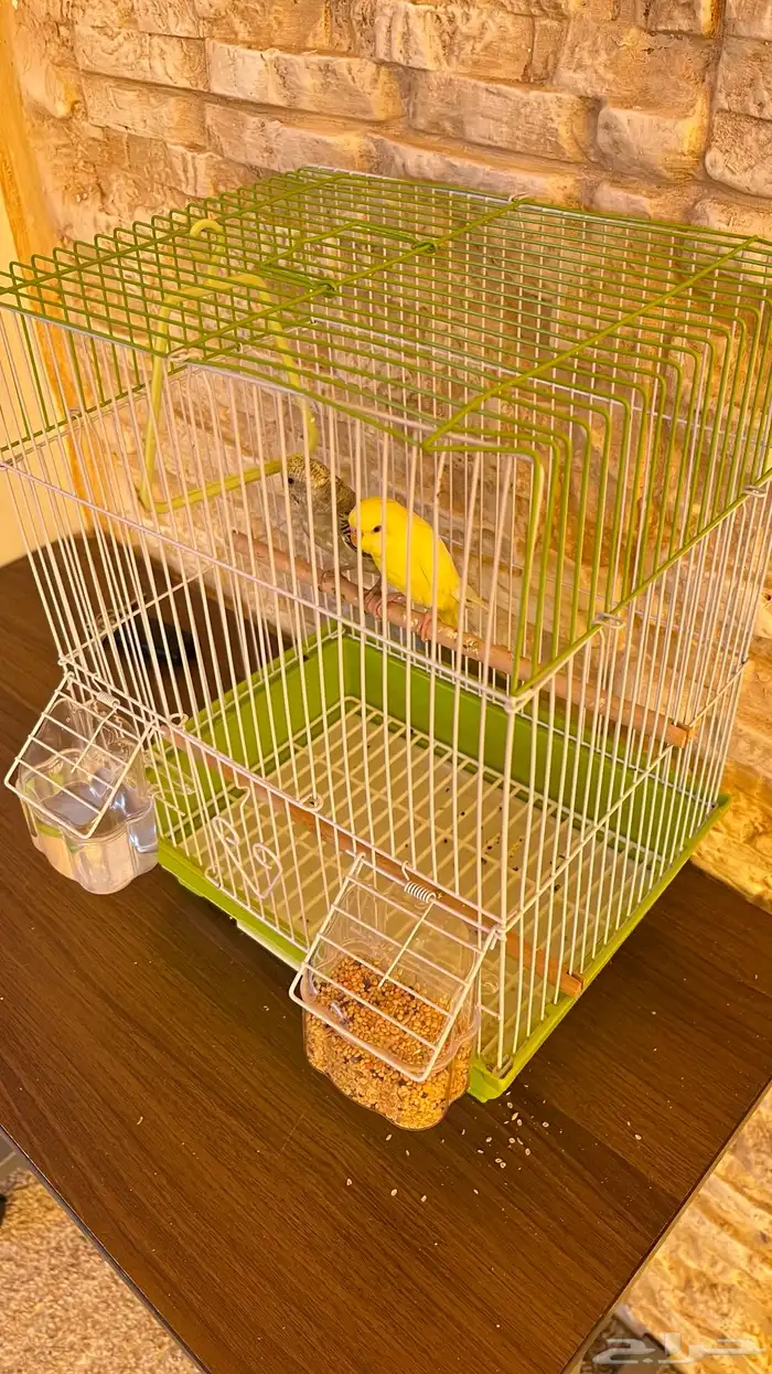 عصافير معى القفص والاكل حقها 3