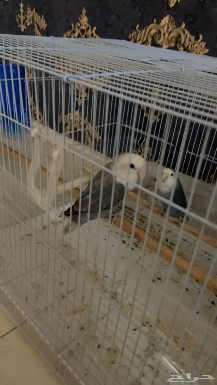 طيور روز ايطالي 0