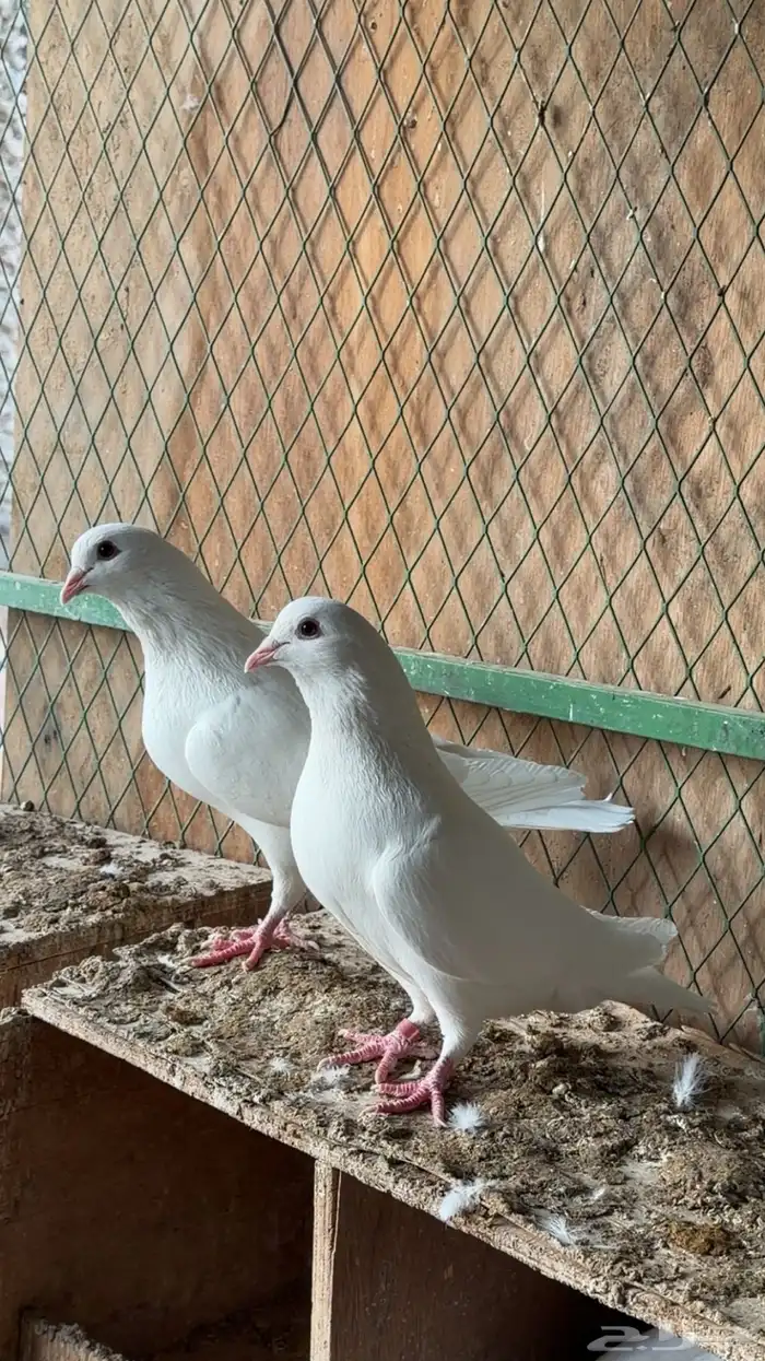 حمام لاحم فرنسي سوبر جامبو وجامبو 4