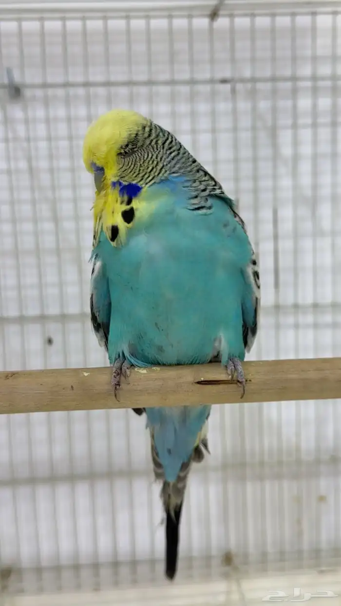 للبيع ذكر انجليزي 1