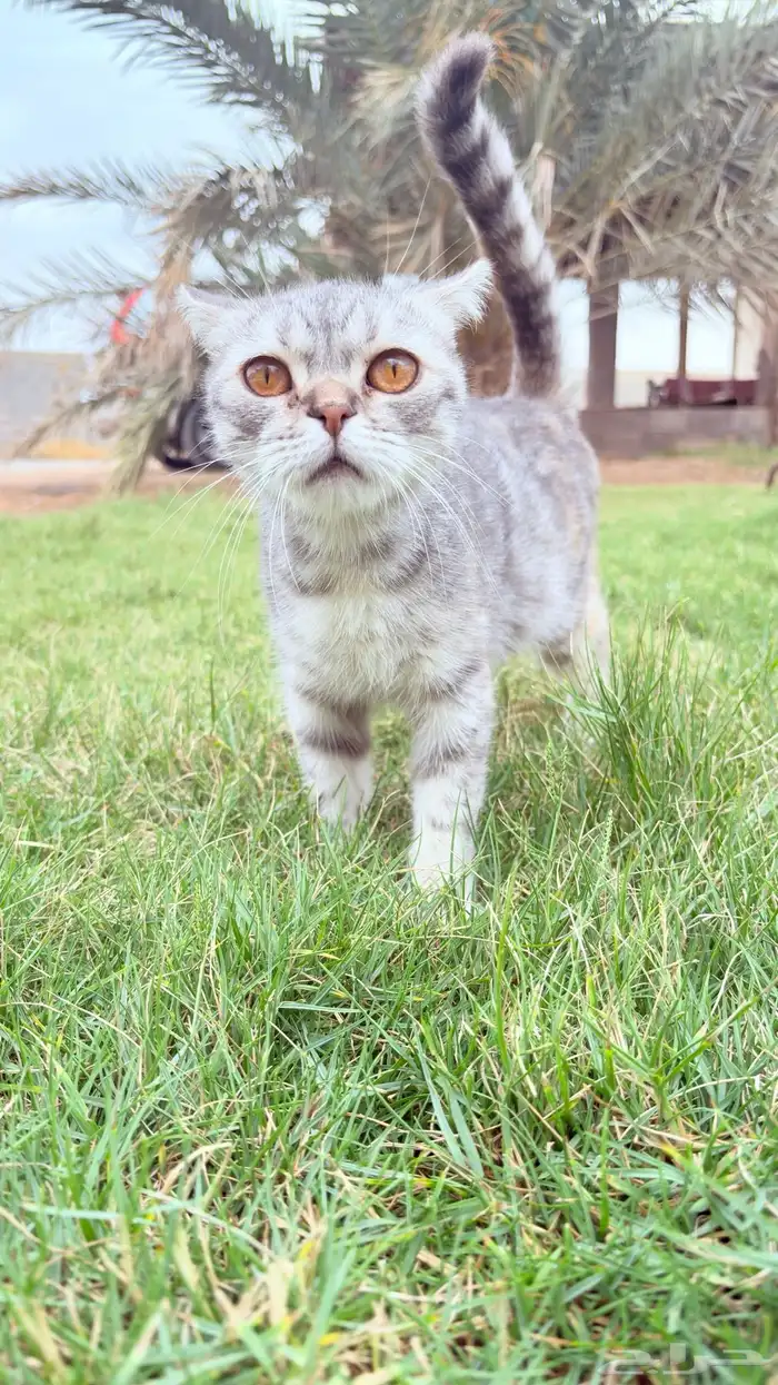 قطه سكوتش للتبني 1