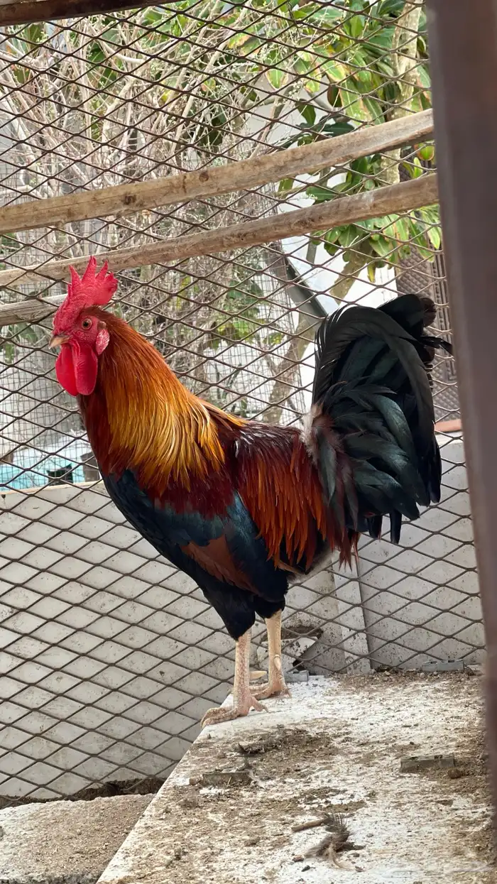 ديك فري سيافي التفاصيل في اعلاني السابق يوجد ديوك غيره 2