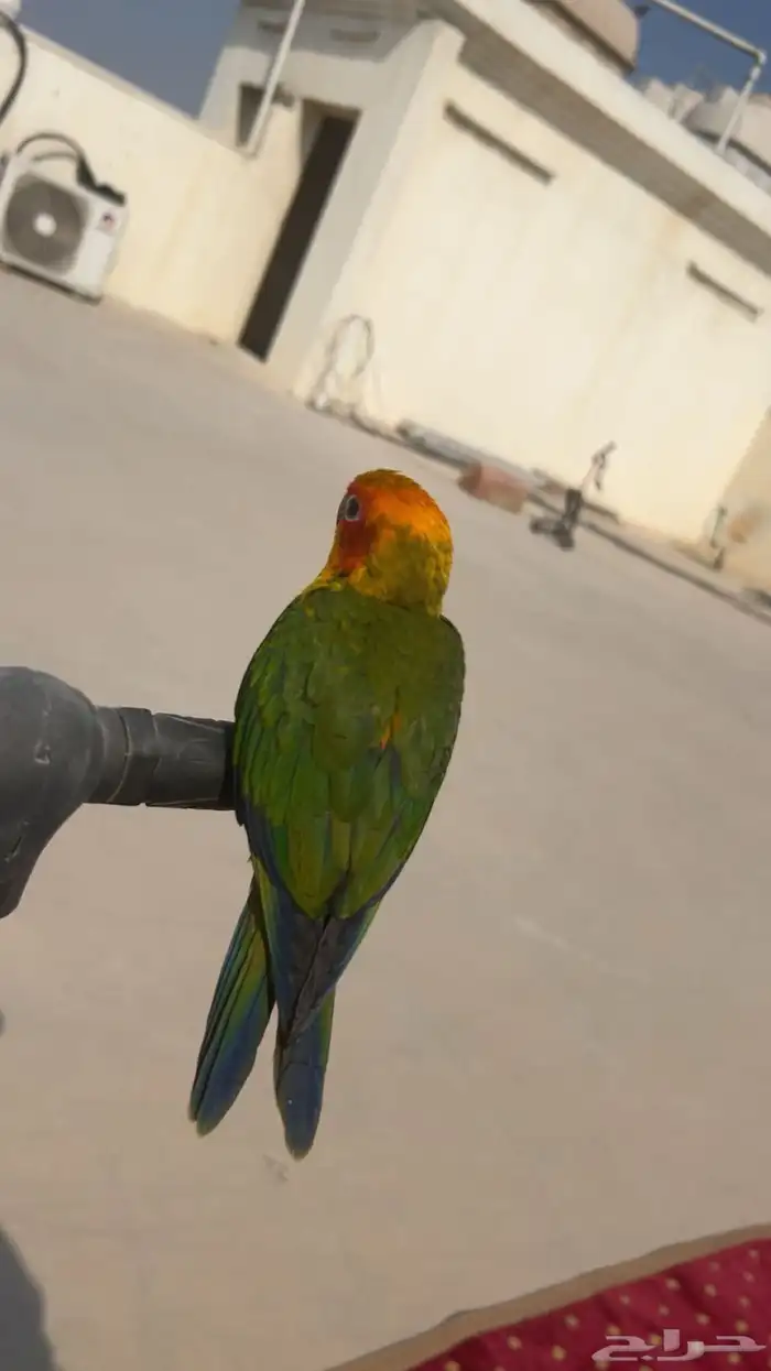 فرخ صن كنيور مجنون غر 11