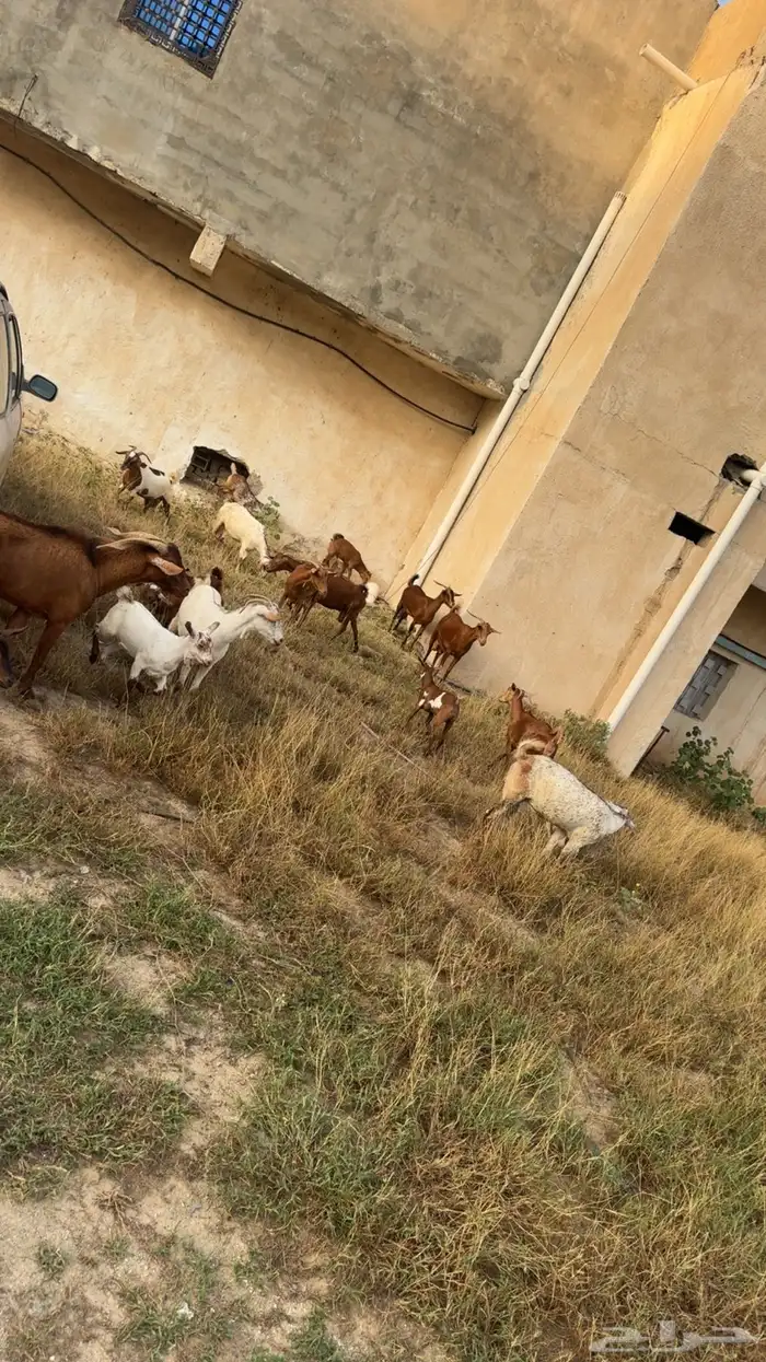 معزا مناتيج 12