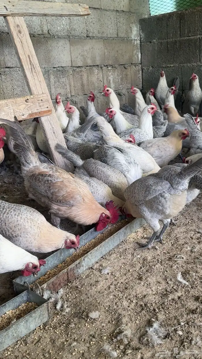 دجاج بياض المونيوم وجولد للبيع بلجرشي 1