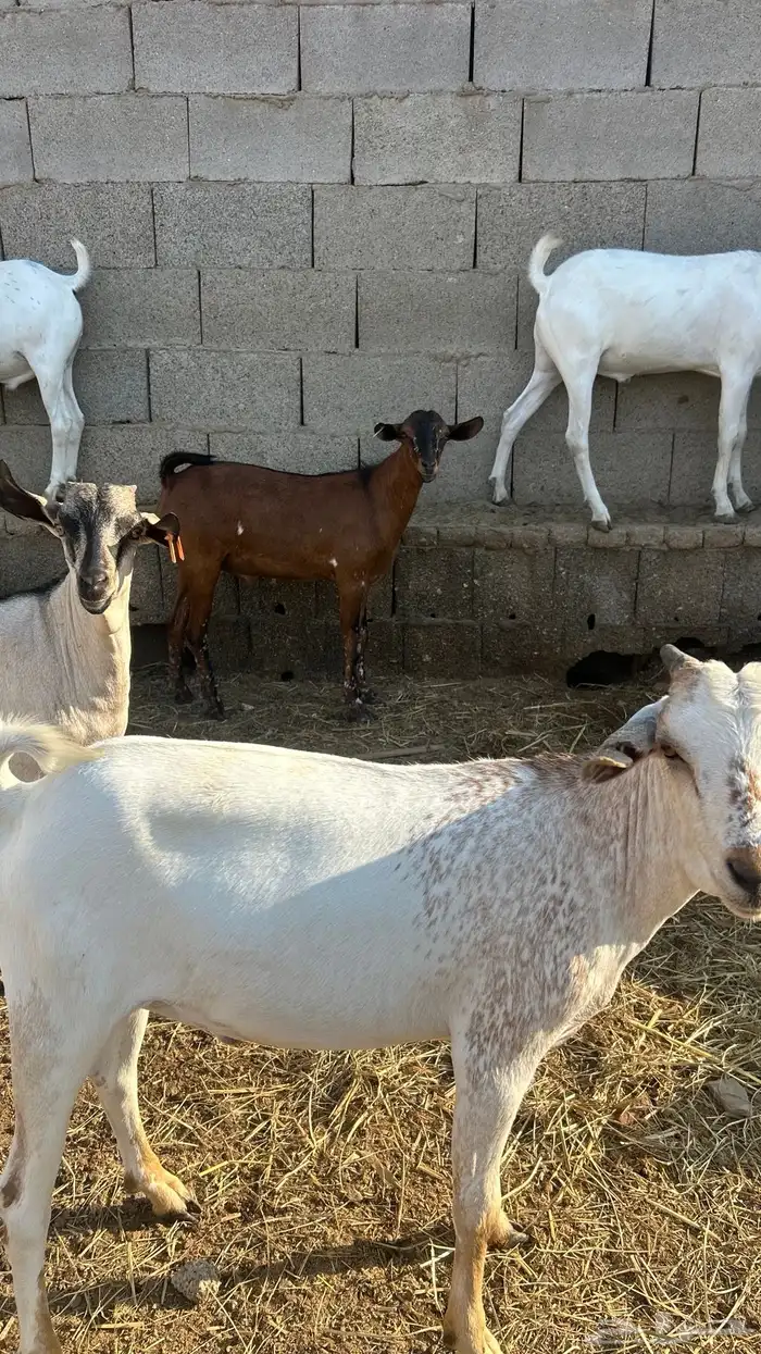 تيوس على 700 ريال 3