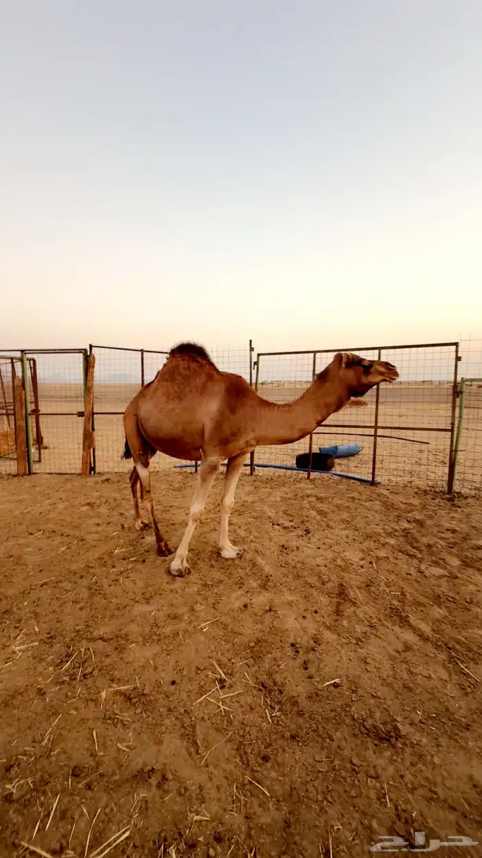 ناقه ساحليه حايل 1