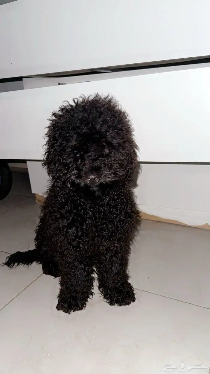 كلب بودل صغير للبيع 1