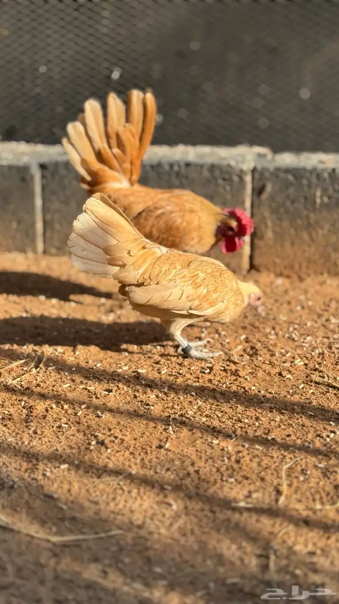 دجاج سبرايت كريمي ( TOP) 3