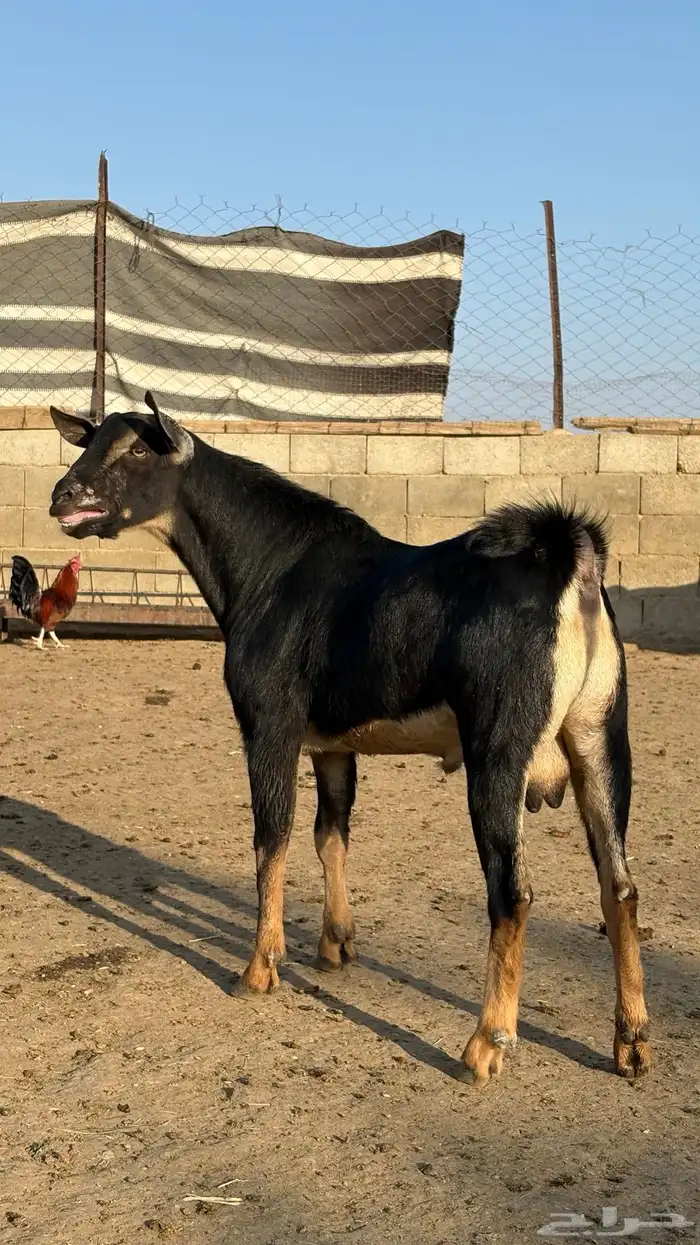 تيس احو احص عمره تقريبا 7شهور الحد 1500 3