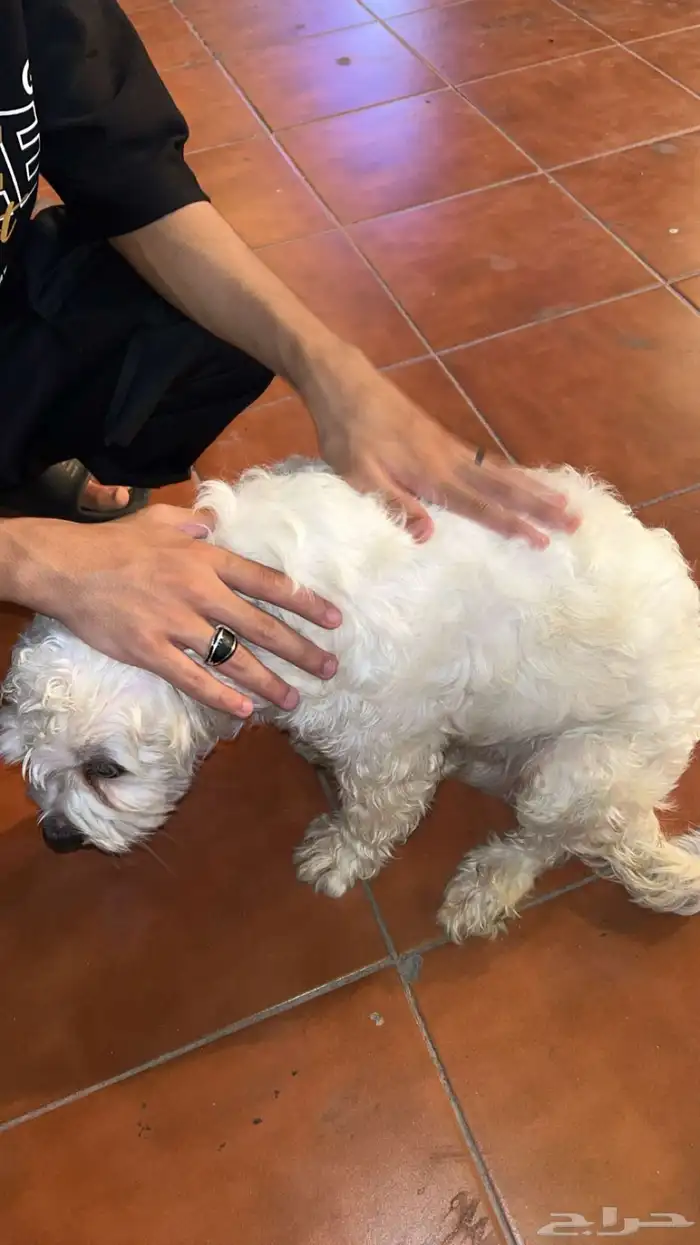 كلب لي التبني برسوم نوعه مالتيز نظيف 2