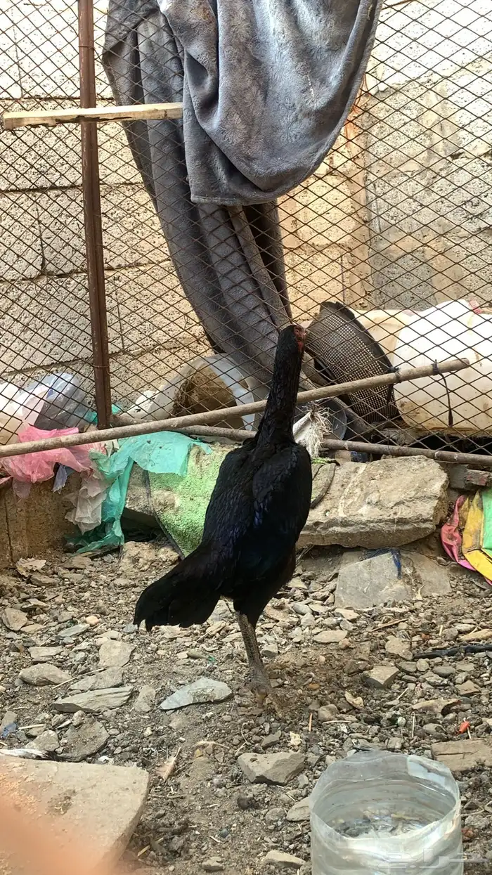 دجاجة شامو الماني 0