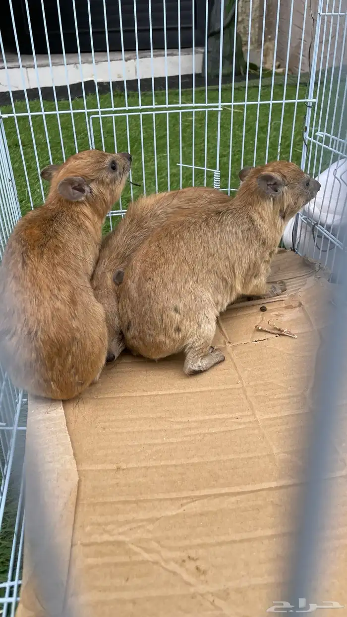 وبران برية نجدية 3