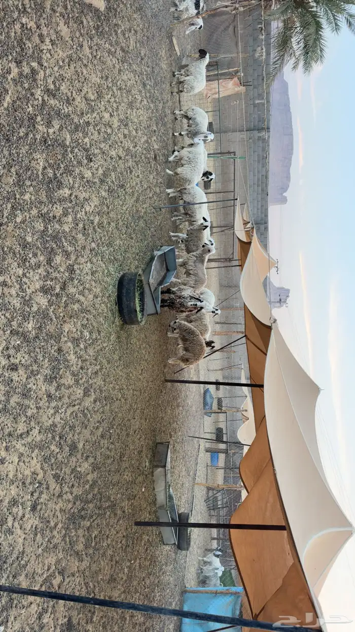 رخال دفيع فحص سونار 1