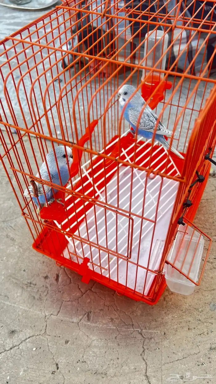 فروخ بادجي للبيع عمر شهرين 1