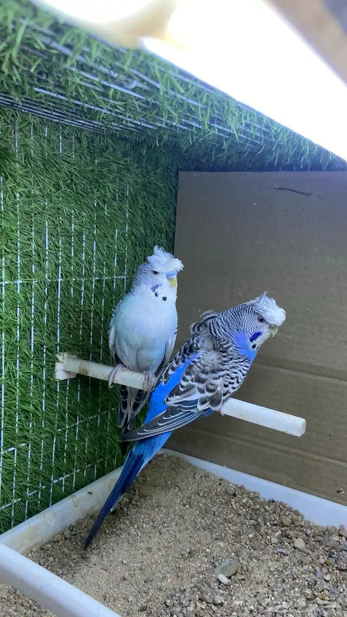 طيور حب ( بادجي) اجواز 3