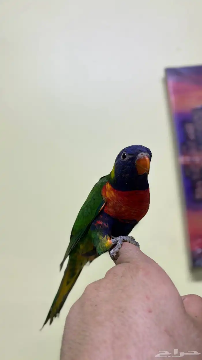 لوري ريمبوو 2