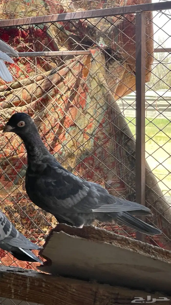 حمام مشكل و في غيره ازواج و فرايد 2