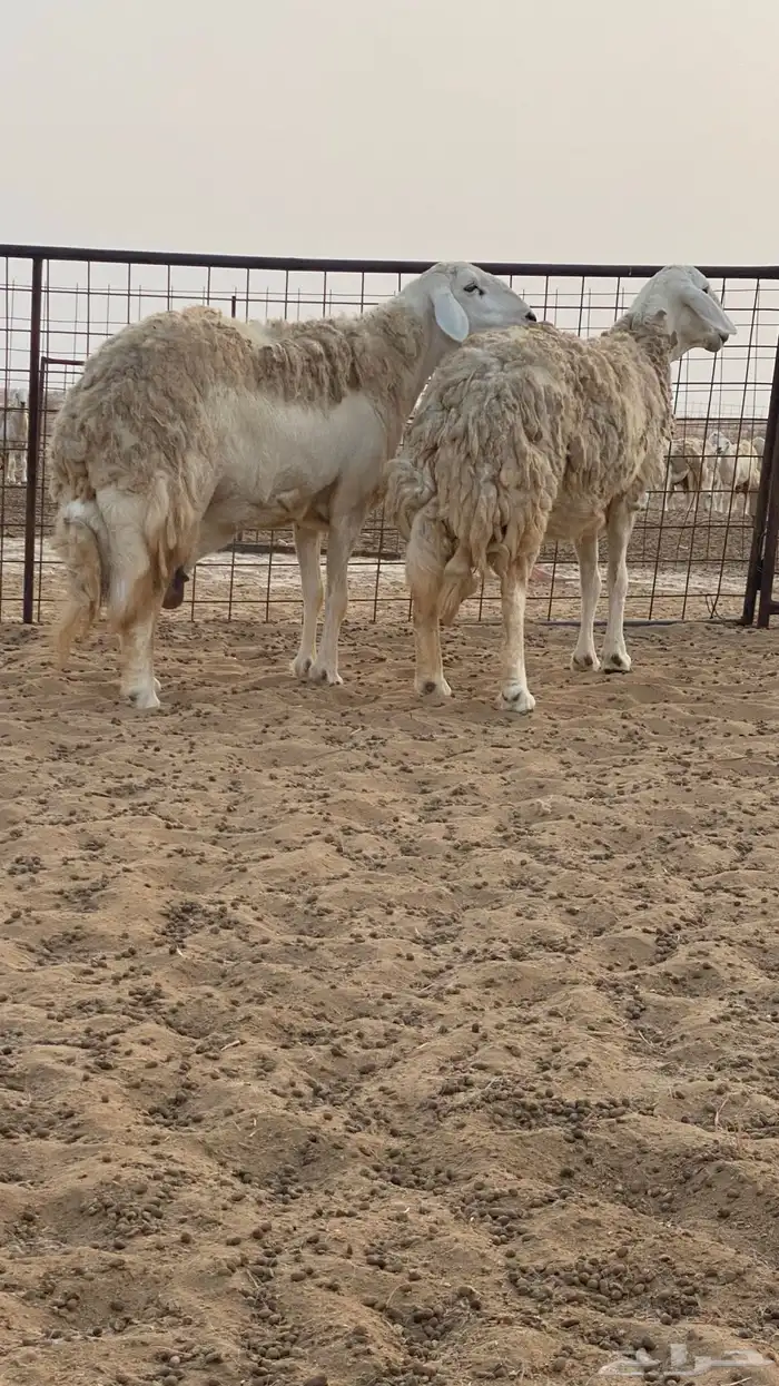 ضان حرية صنف الصنف 0