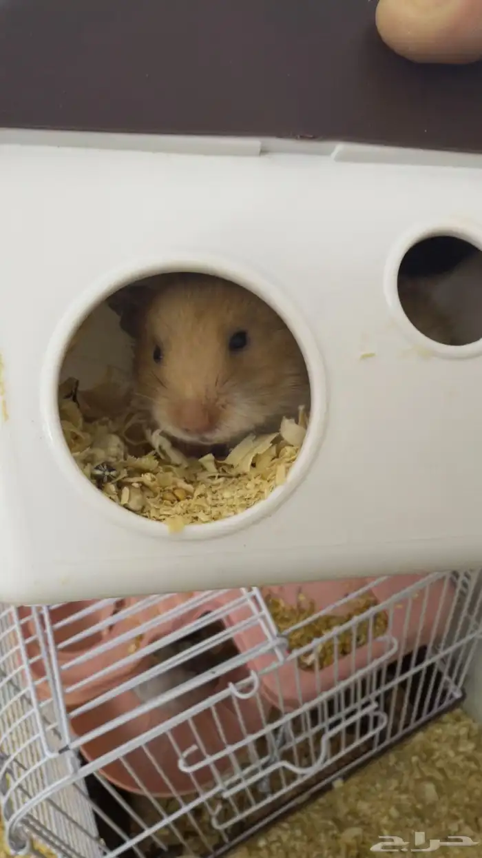 هامستر للبيع 4