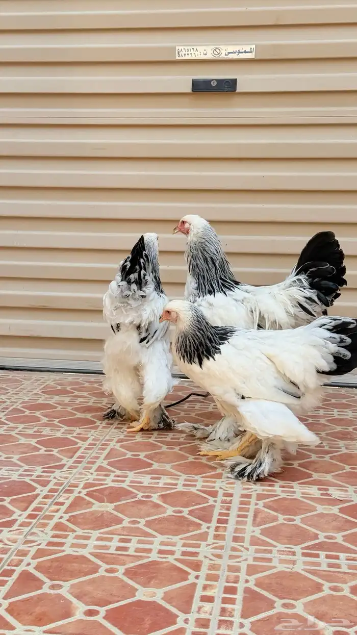 طقم براهم ألماني عملاق 2