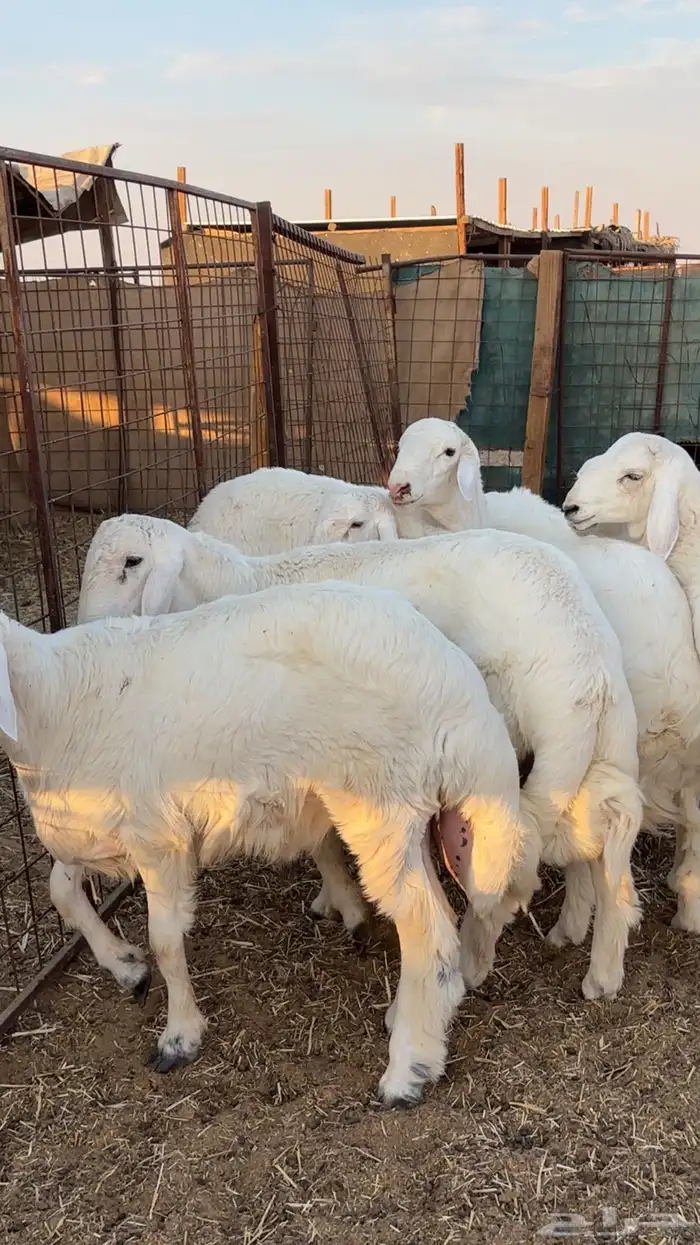 خرفان حريات جذعان 2