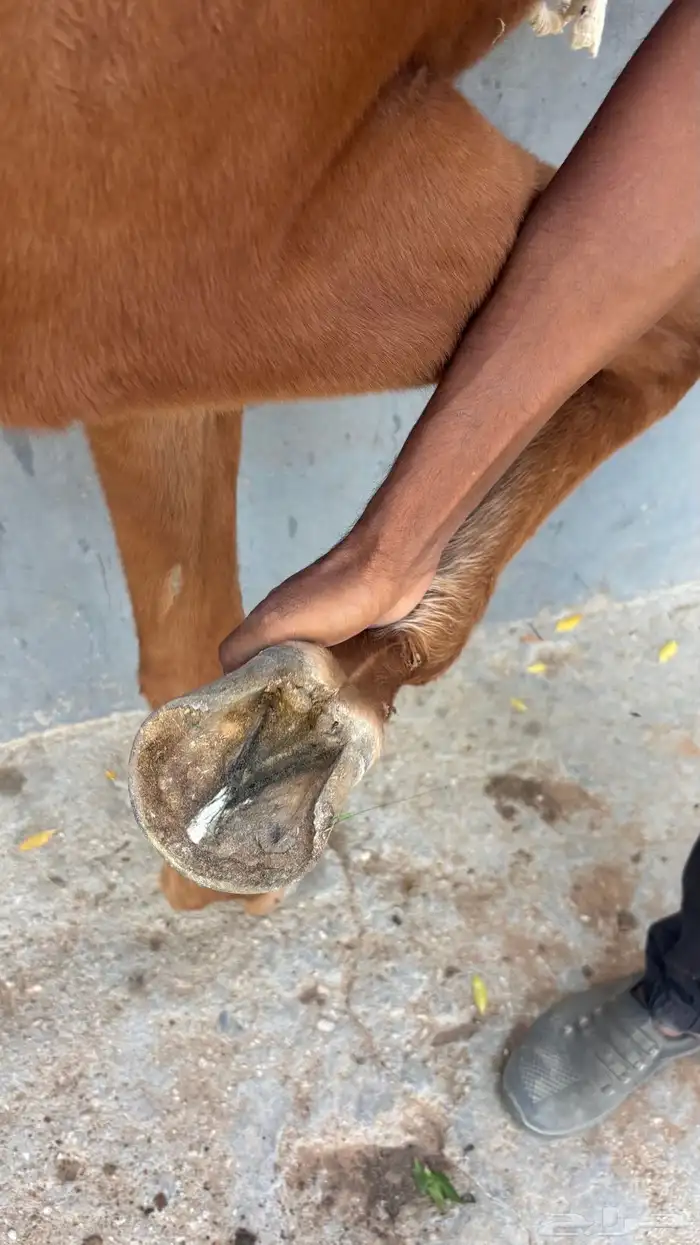 مهره شعبية 4