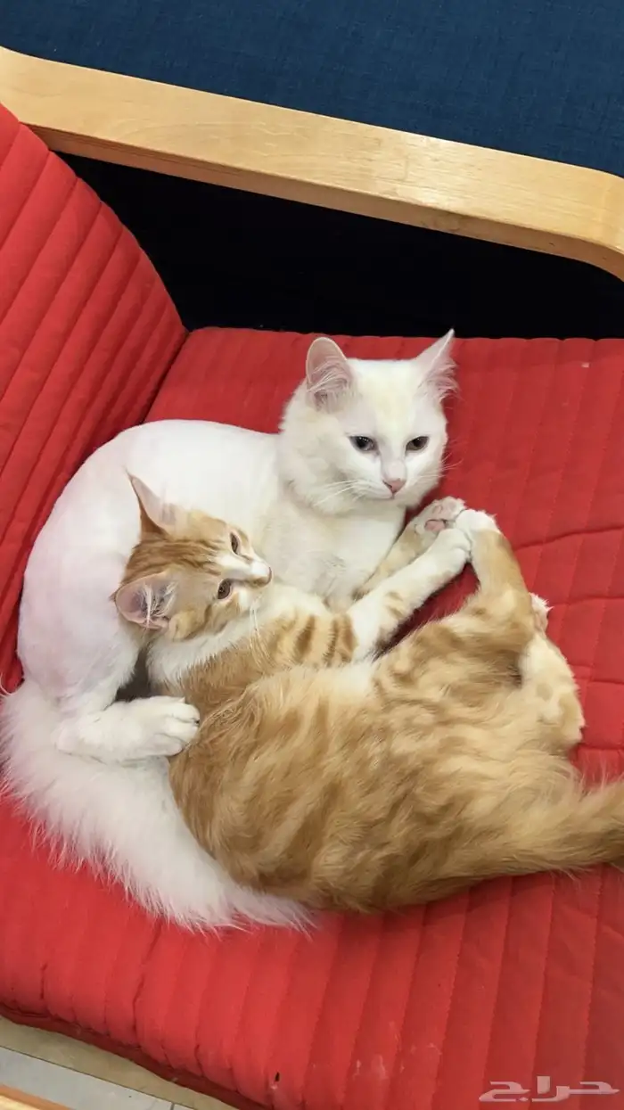قطط للبيع 2