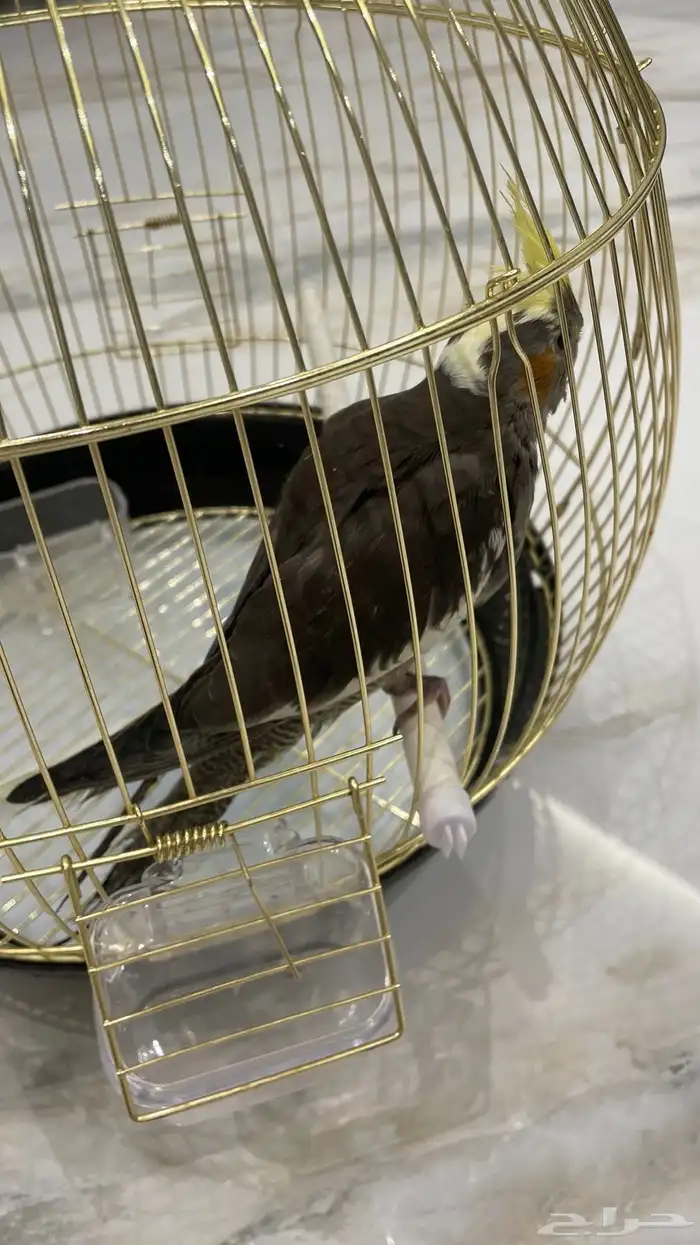 كروان الايف 1