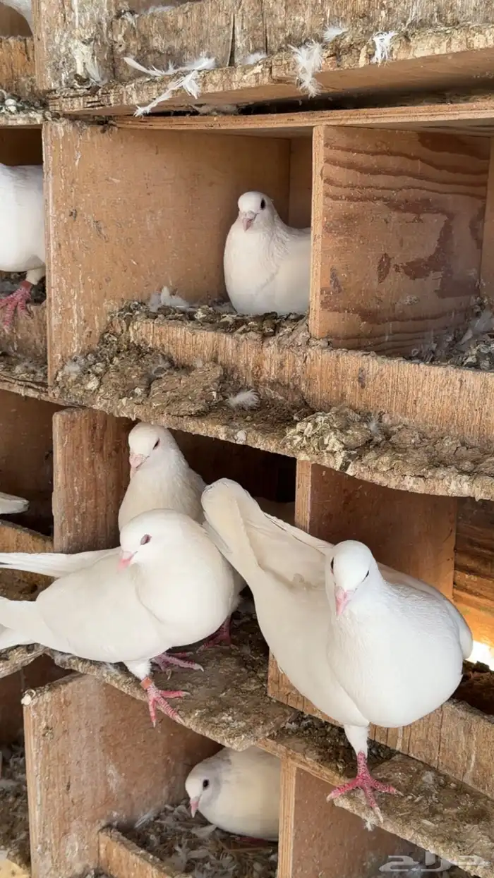 حمام لاحم فرنسي سوبر جامبو وجامبو 3