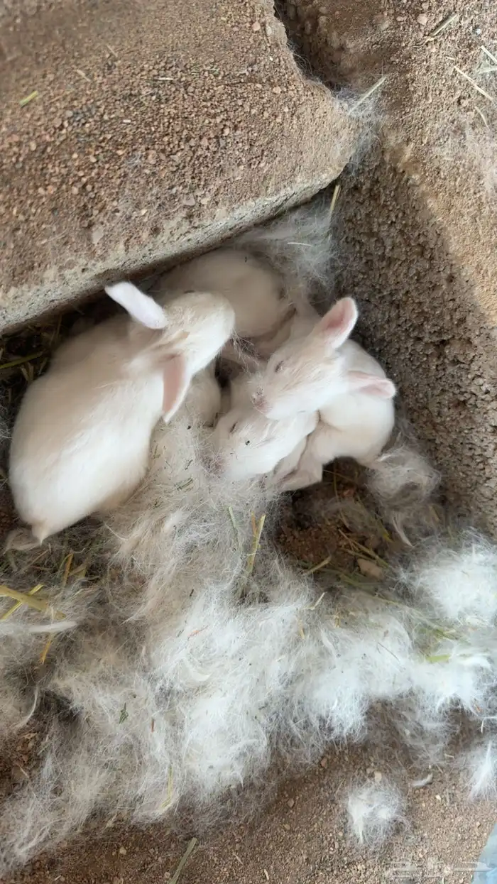 ارانب فرنسيه 4