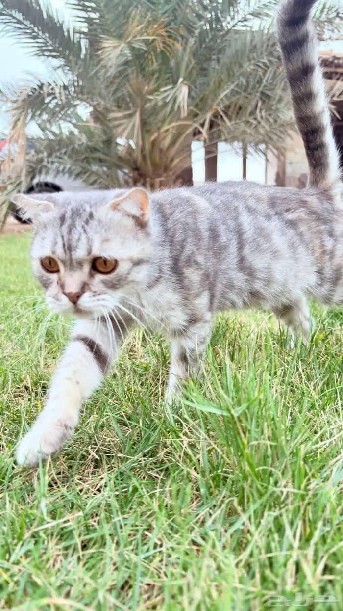 قطه سكوتش للتبني 2