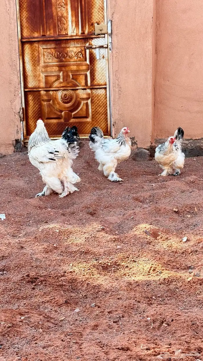 دجاج براهما كولنبي 8