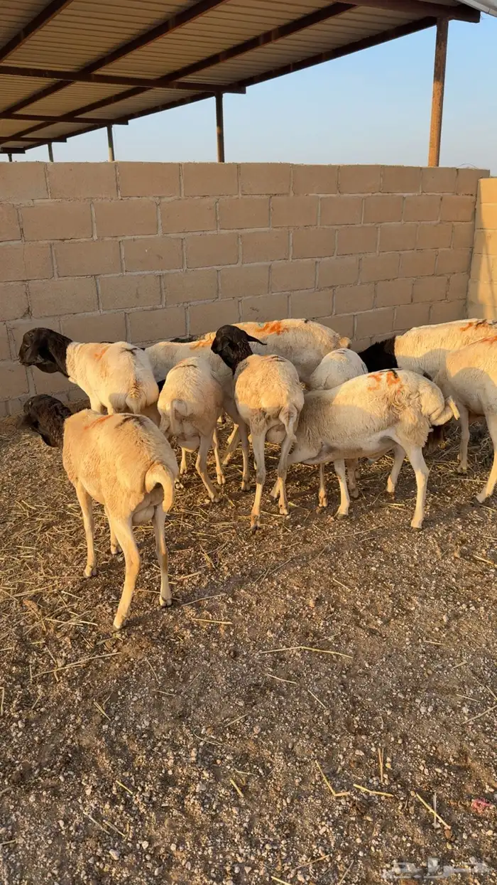 طليان برابر 1