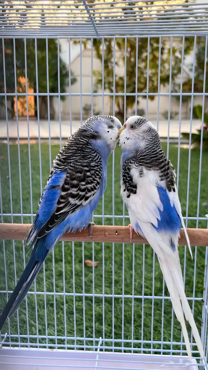 زوج بادجي منتج والان على وشك الانتاج 1