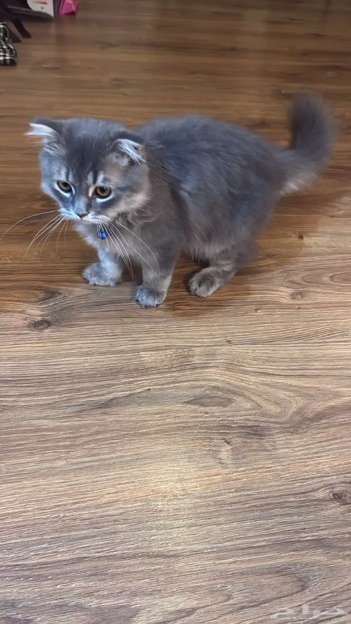 للبيع شيرازي ذكر 1