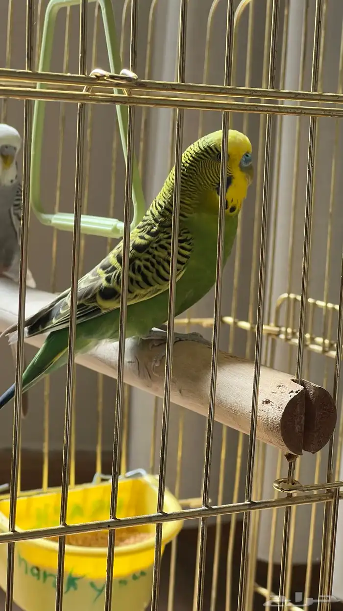 ذكر بادجي مغرد وجاهز للانتاج ( تم البيع ) 0