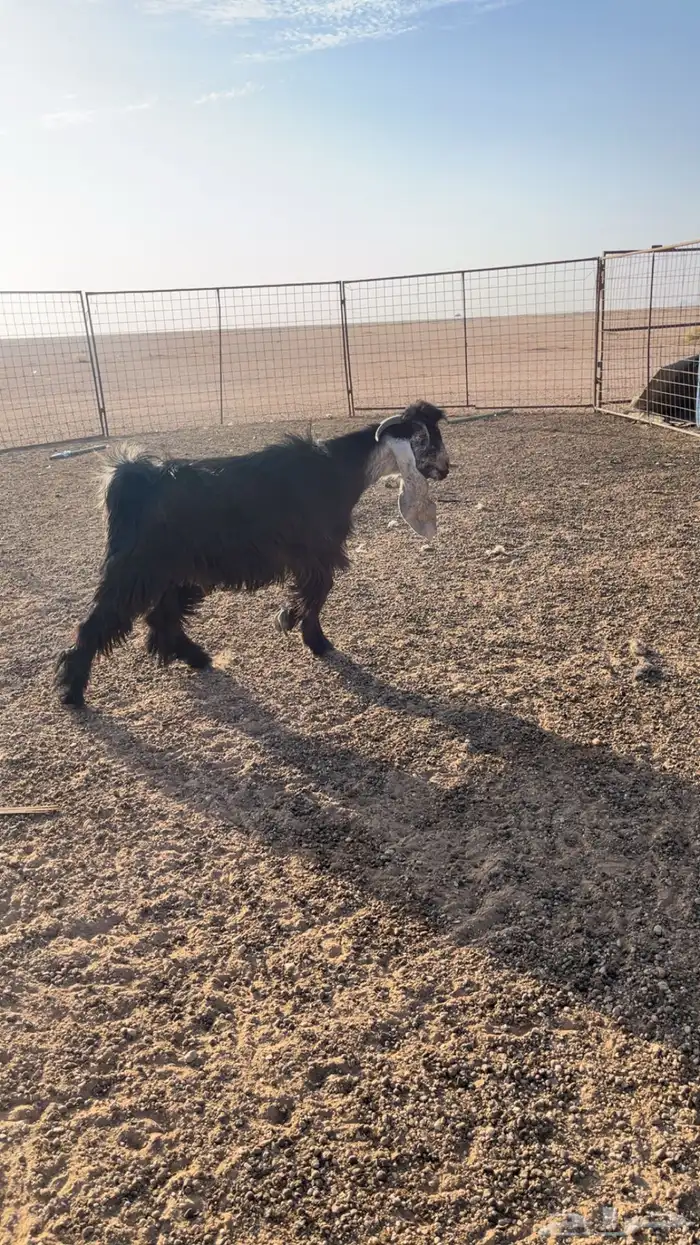 فحل عارضي مشروط 2