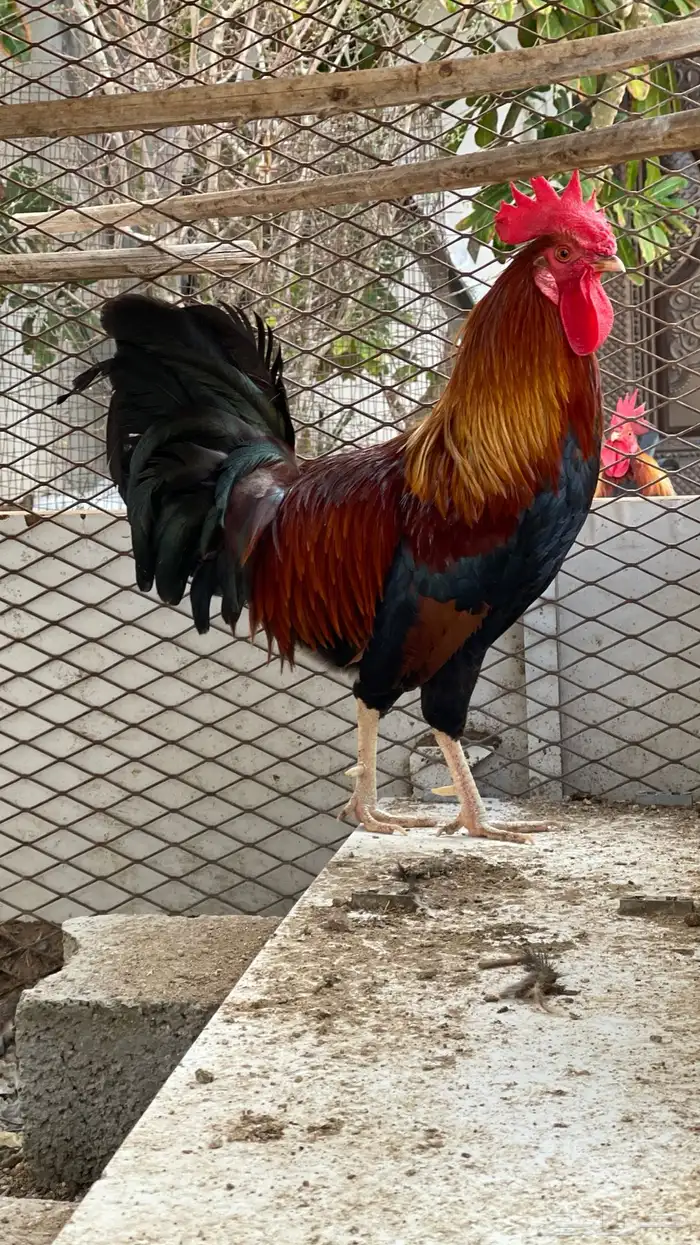 ديك فري سيافي التفاصيل في اعلاني السابق يوجد ديوك غيره 5