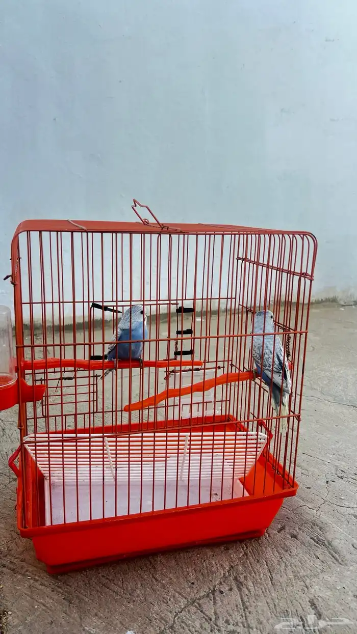 فروخ بادجي للبيع عمر شهرين 0