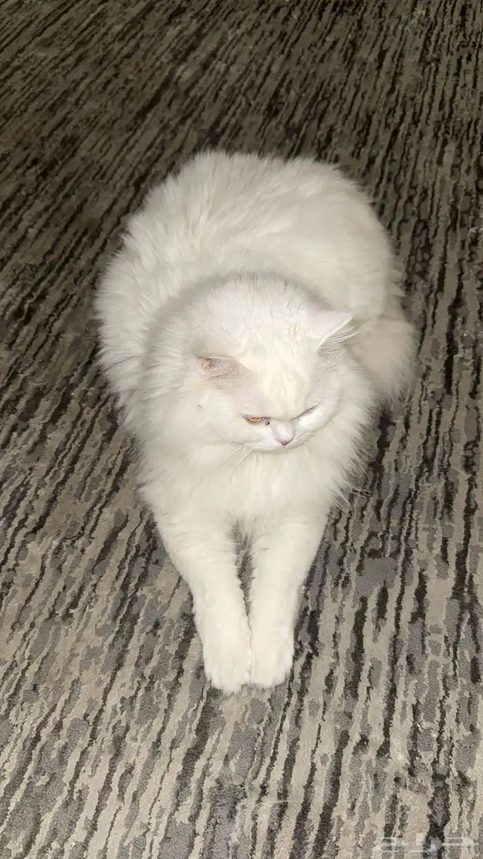 قط شيرازي تركي ذكر للبيع معا اغراضه كامله 1