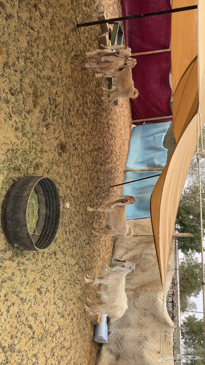 معزى مقاني طيبه 1