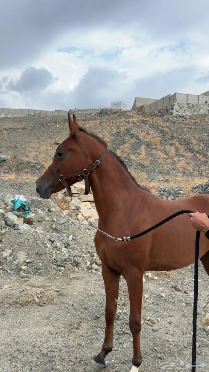 مهره واهو حفيدة ابها قطر 1